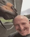 HorseLick emote