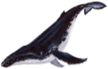 baleine_bosse emoji