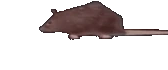 Bert emote
