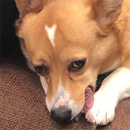 foxdevil emote