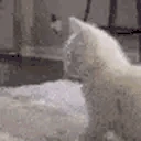 catTwerk emote