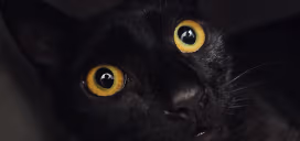 BURGERR emote