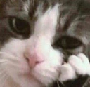 cathinking2 emote