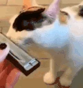 HARMONICAT emote