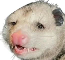 StrugglePossum emote