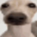 ManMerktEsIhmKaumAnAberDieserHundDenktGeradeUeberSteuerbetrugNac emote