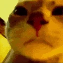 CatVibeiguess emote