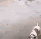 dogandkega animated emote