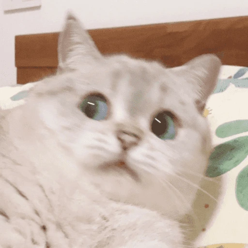 scared emote