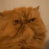 pissedcat emote
