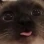 catderp emote
