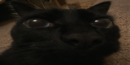 DOSENIBA static emote