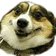 happyboi emote