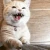 catt emote