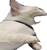 REEE_cat emote