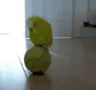 ParrotBalls emote