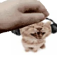 catpet emote