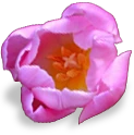 flower_tulip emote