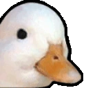 DuckNodders emote