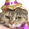 annoyedCat emote