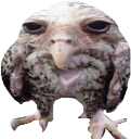 Wet_Wide_Owl static emote