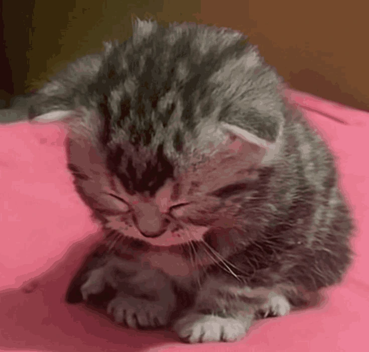 EepyKitten emote