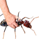 AntsGrab static emote