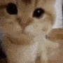catsniff emote