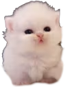 eepert emote