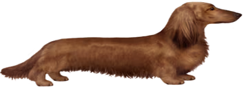 Longdog emote