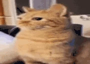 nhaw animated emote