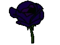 VioletRoseBlooming emote