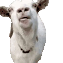 GoatBle emote