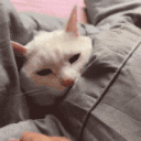 Tuck animated emote