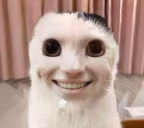YESIFEELTHEWEIGHTOFMYSINSYESITHURTYESGODSJUDGEMENTFILLMEWITHGUIL emote