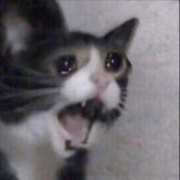 shocked emote