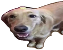ButtaDawg emote