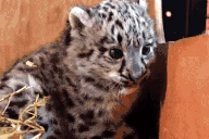 leopardArrive emote