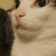 catboop emote