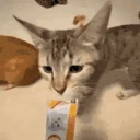 AreYouSeriousRightMeow emote