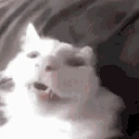 zuh emote