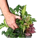 PlantsGrab emote