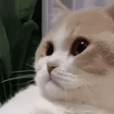 catSighExplode emote
