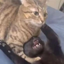CE_CatChoke emote