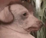 creatureNotLookingAtYou emote