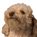PopDog emoji