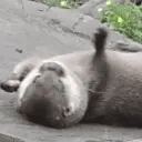 OtterAngy emote