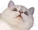 Nana_Up emote