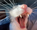 RAAAAAAAAAAAGH emote