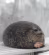 CuteSeal emote